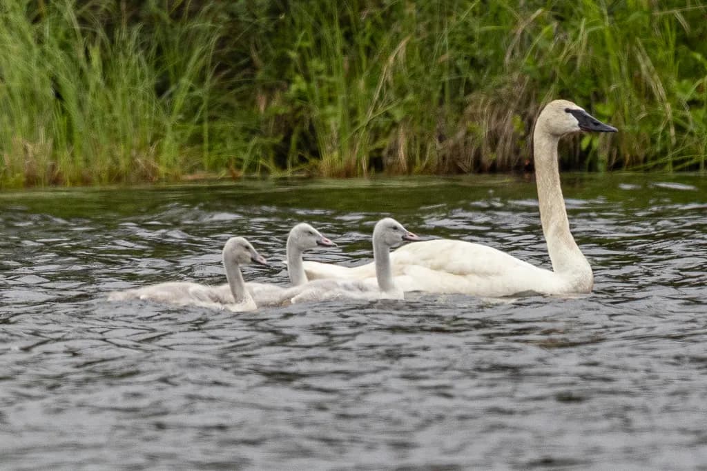 Mamma Swan with Babies