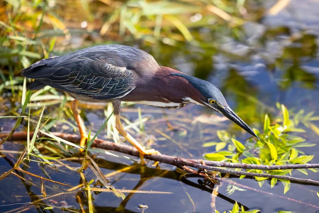 Green Heron Hunting
