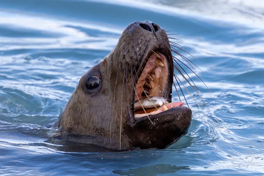 Seal Open Wide
