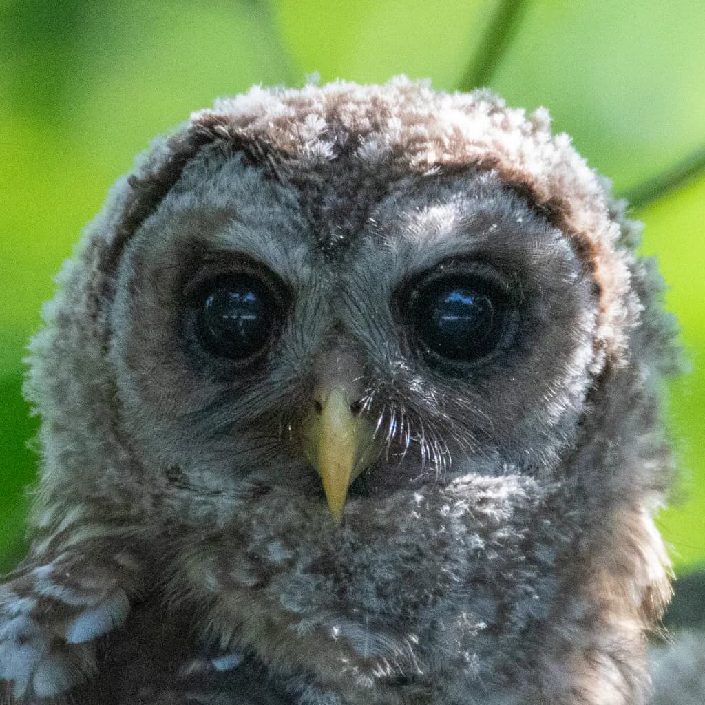 Barred Owl Portrait