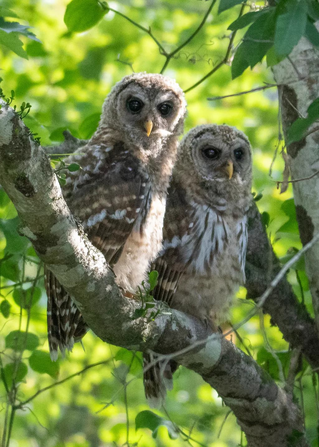 Barred Owl Twins