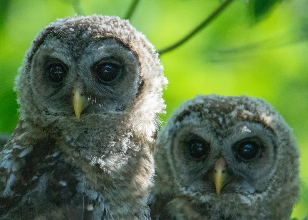 Barred Owl Twins