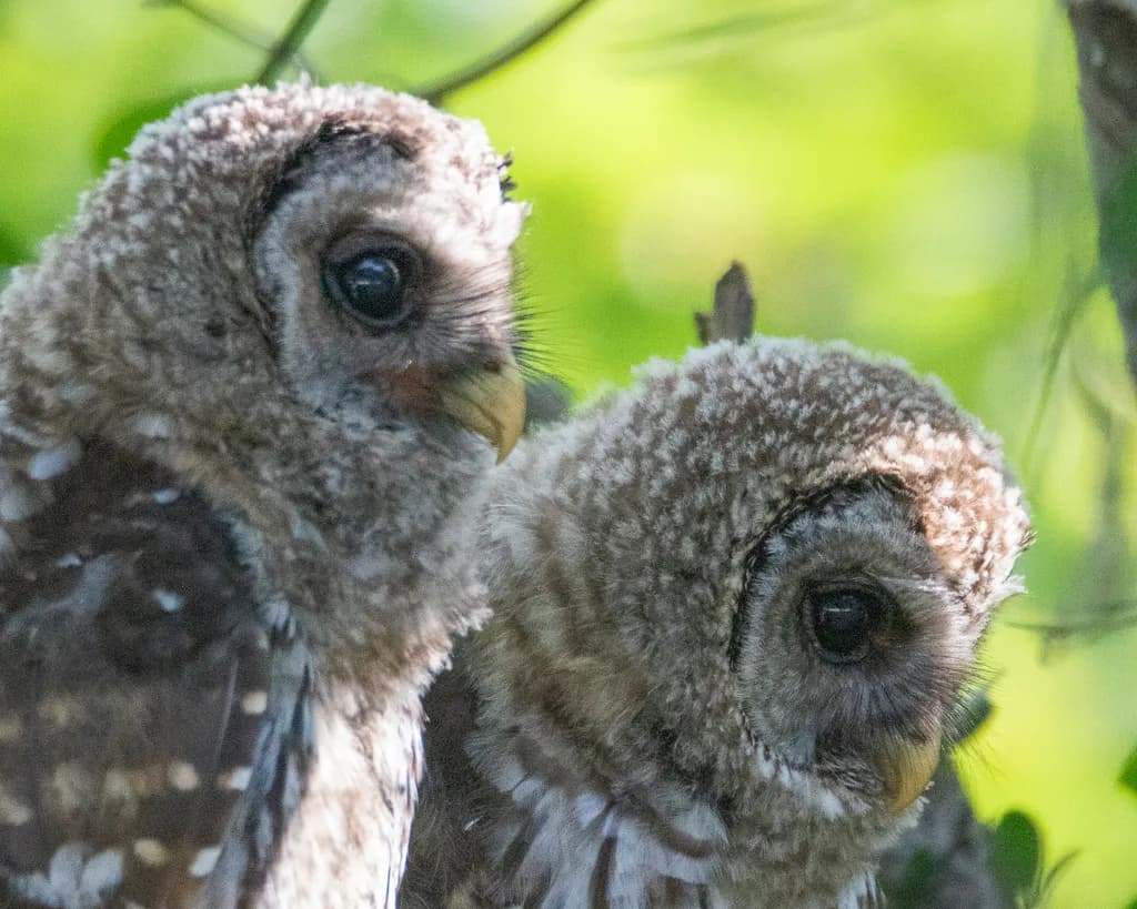 Twin Owls Study