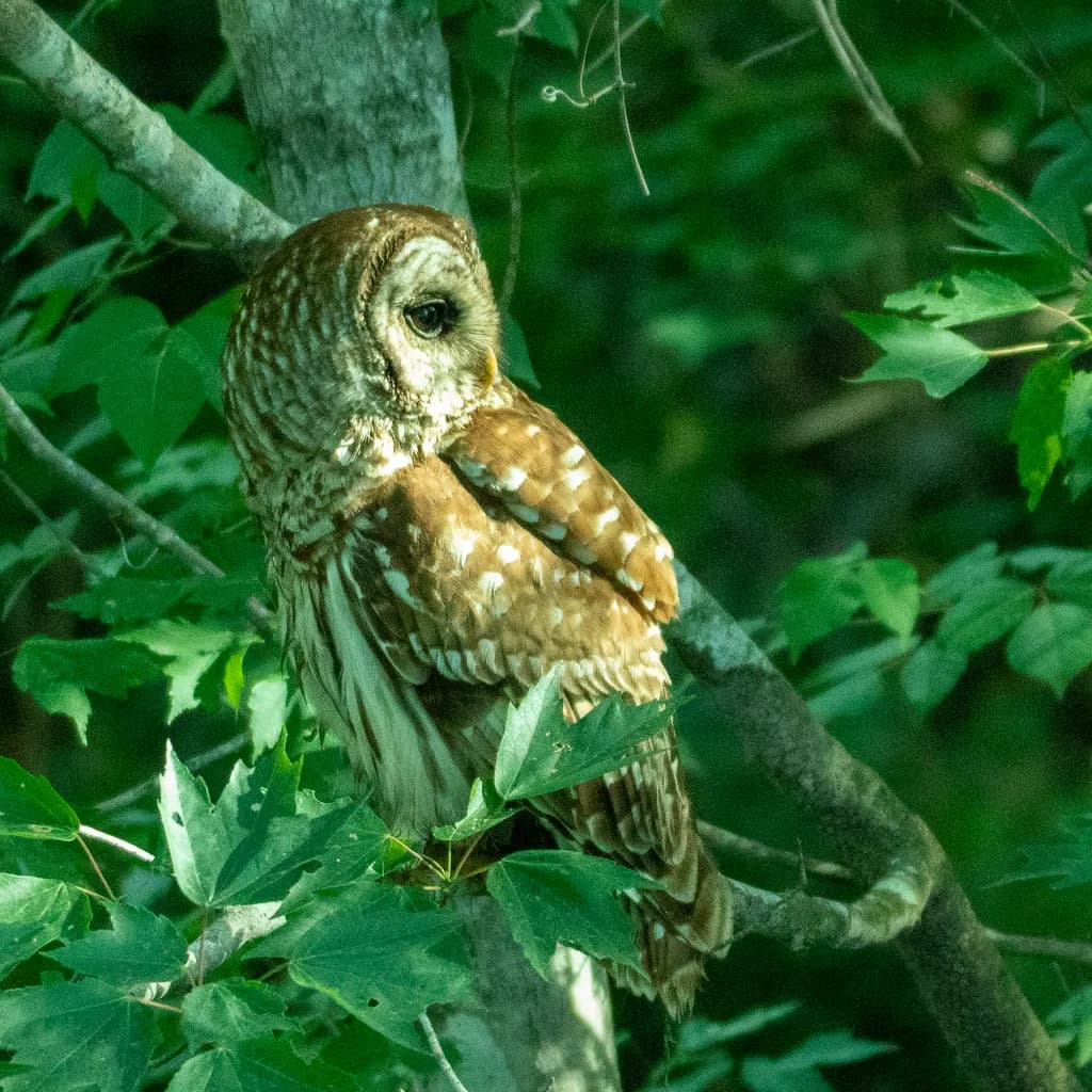Barred Owl Perch