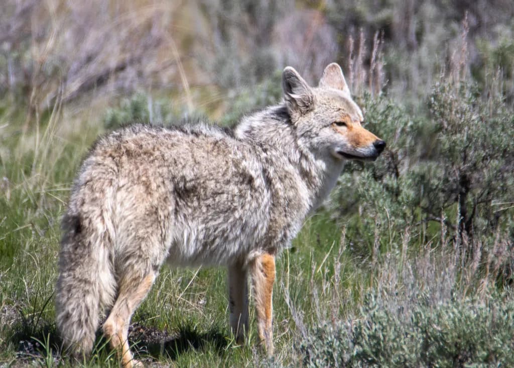 Coyote in the Wild