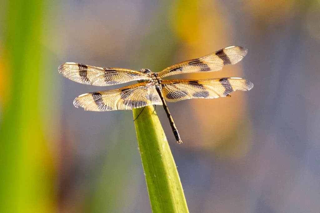 Everglades Dragonfly
