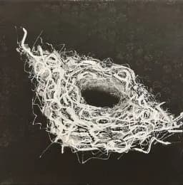 Tangled Hollow