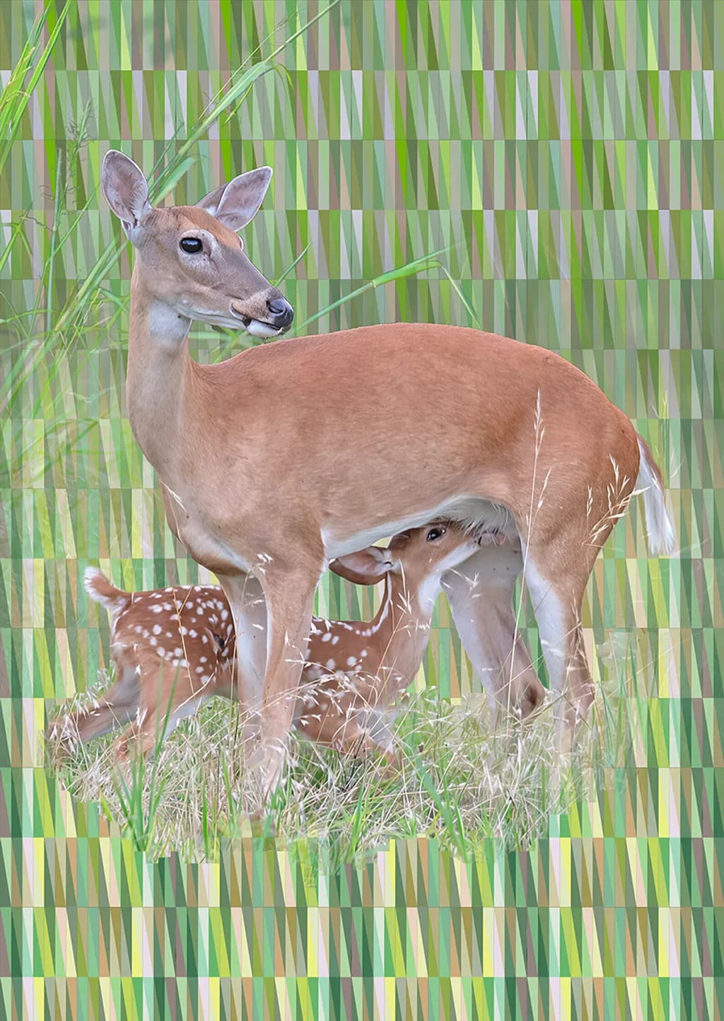 Doe with Fawn