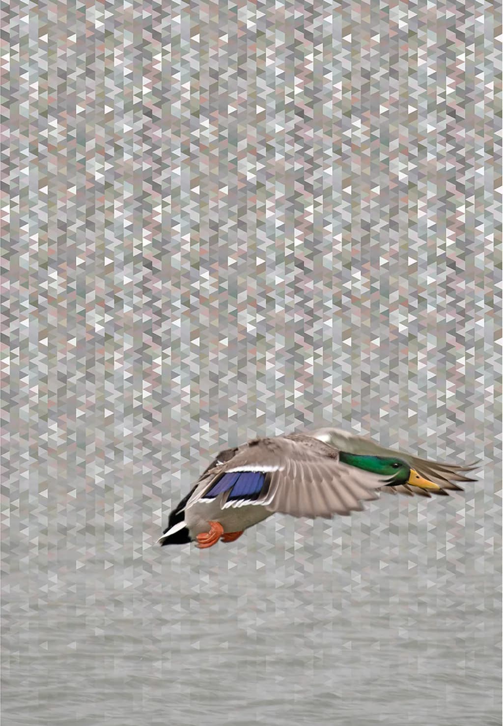 Mallard in Flight