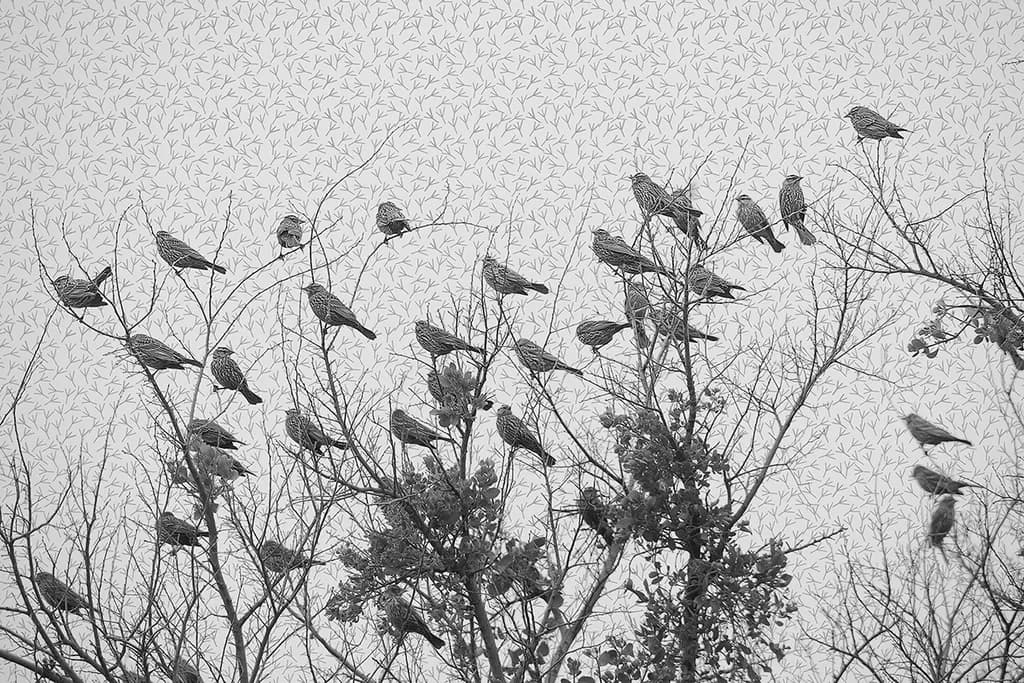 Bird Tracks in the Wind
