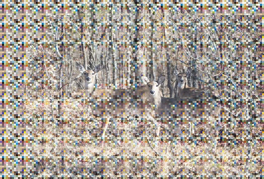 Wooded Vibrations