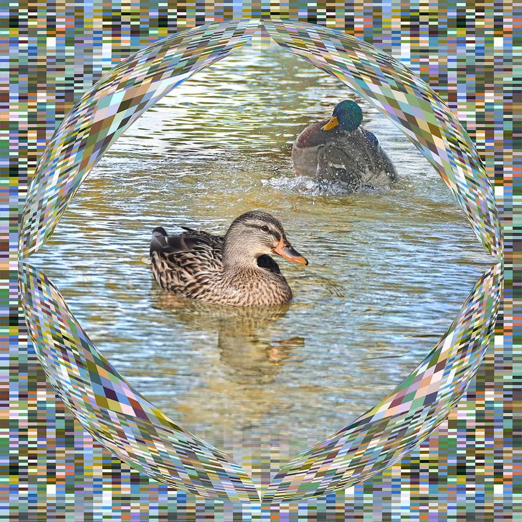 Pond Reflections