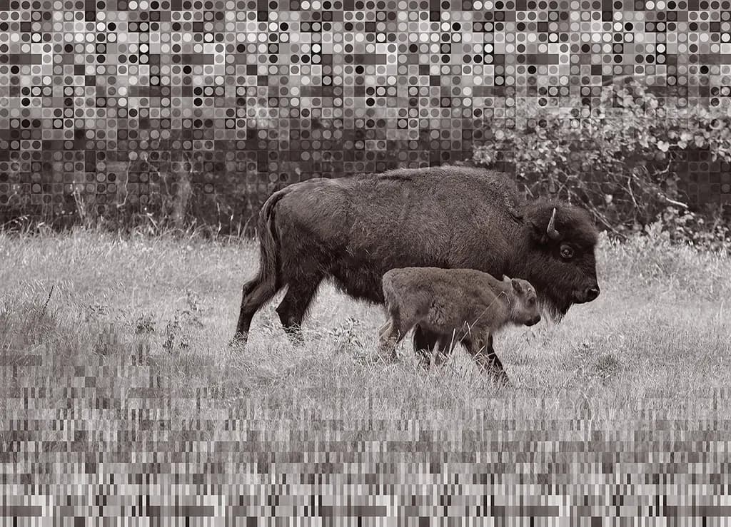 Chickasaw Buffalo Bond