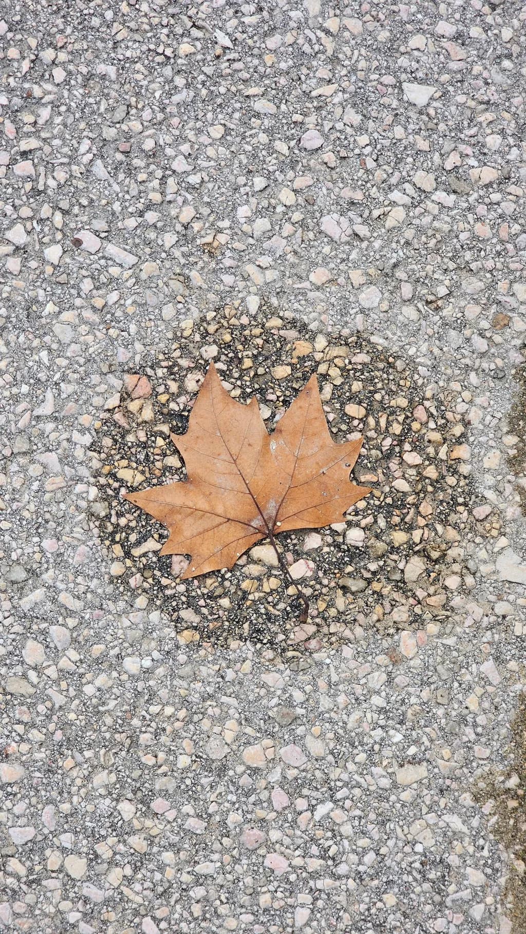 Fallen Leaf