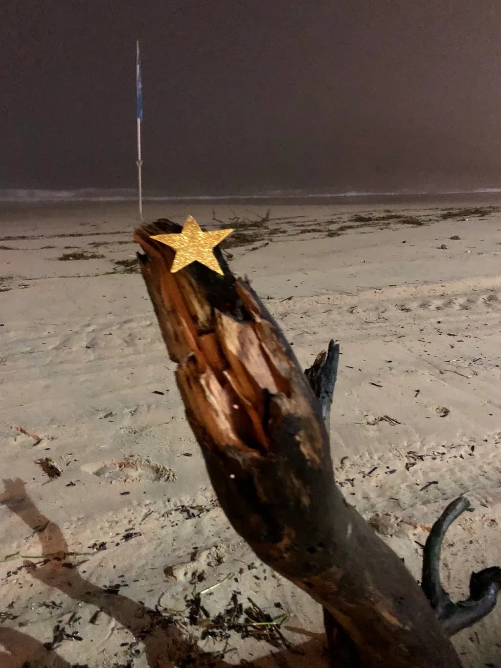 Golden Star on Driftwood