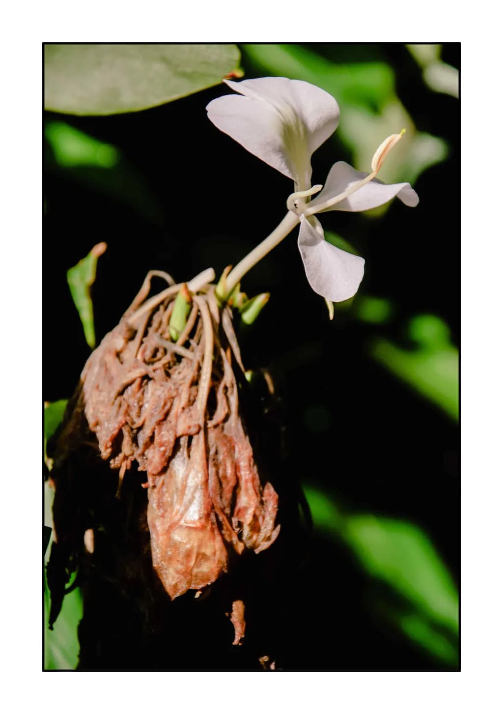 Fragile Renewal