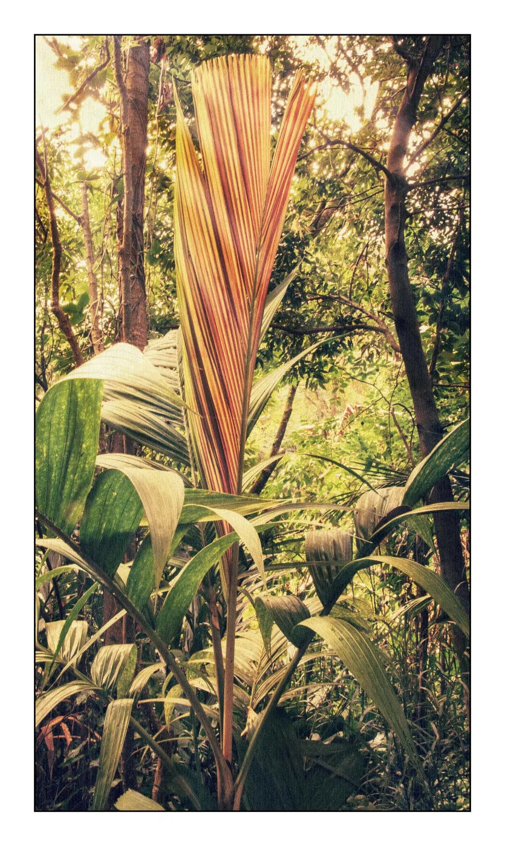 Striped Palm Majesty