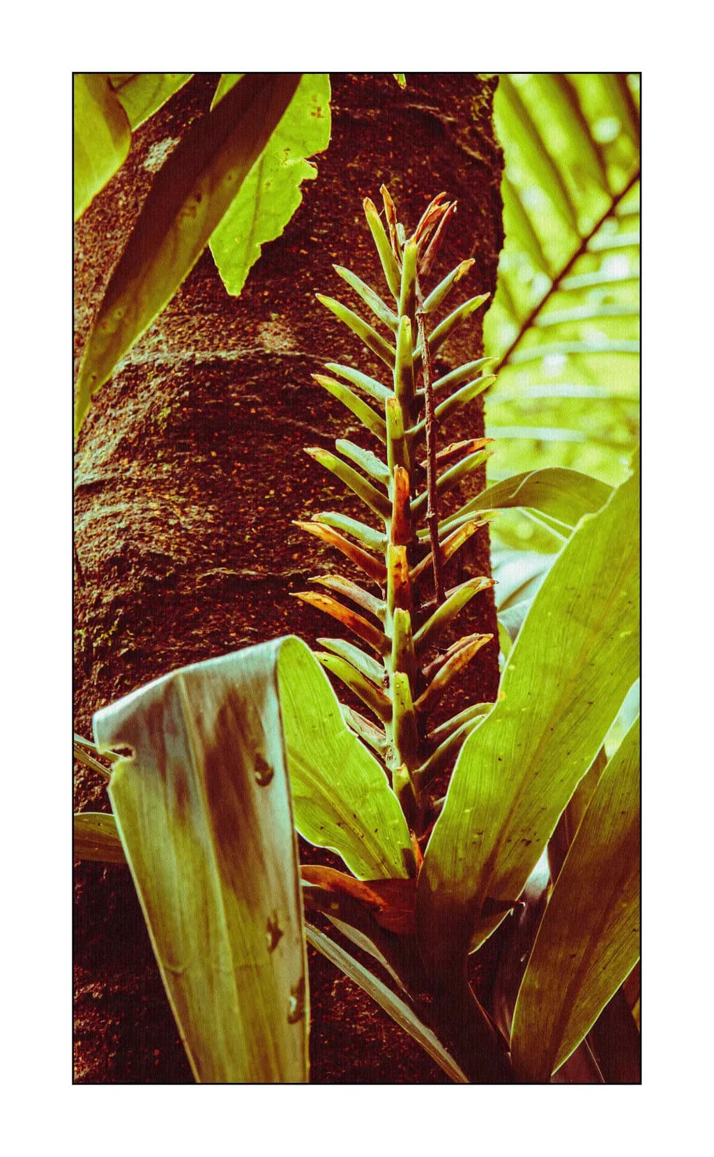 Tropical Spine