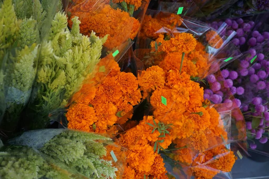 Marigold Radiance
