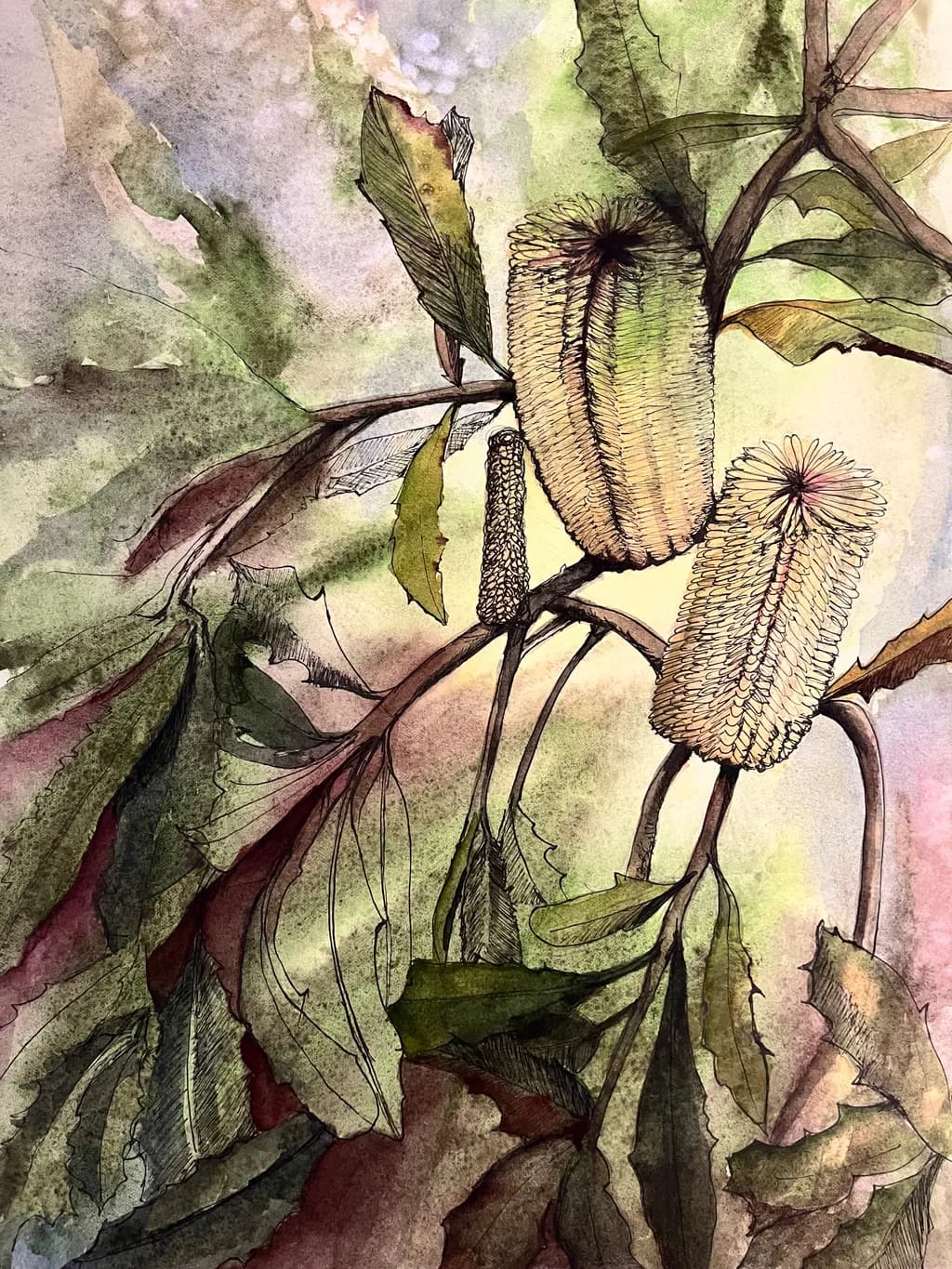 Banksia Bloom