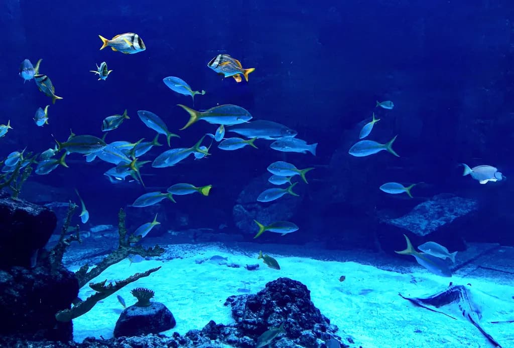 Underwater Harmony