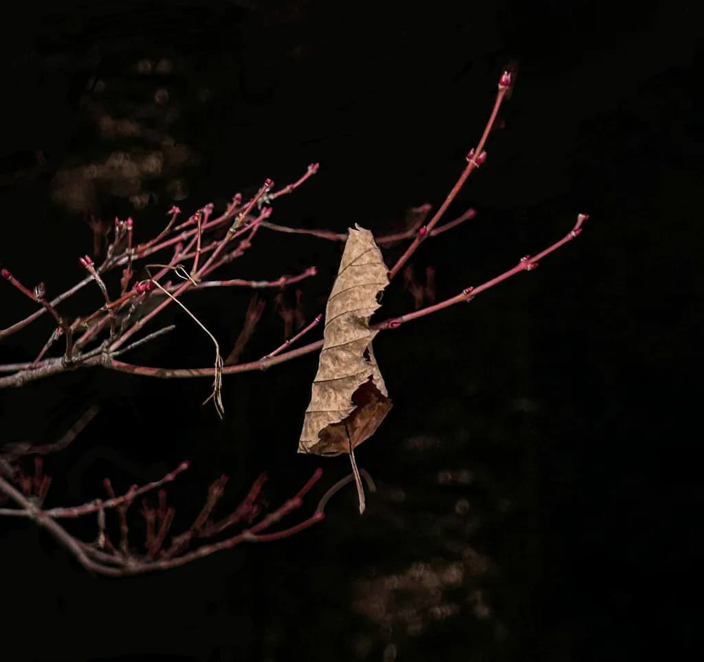 Lonely Leaf