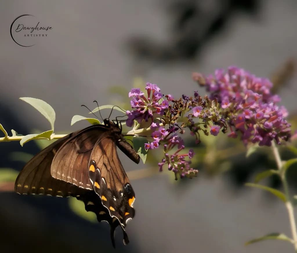 Butterfly Blossom