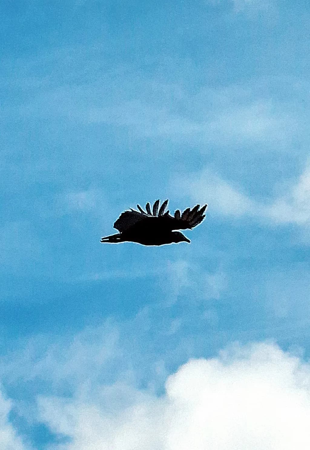 Skyward Flight