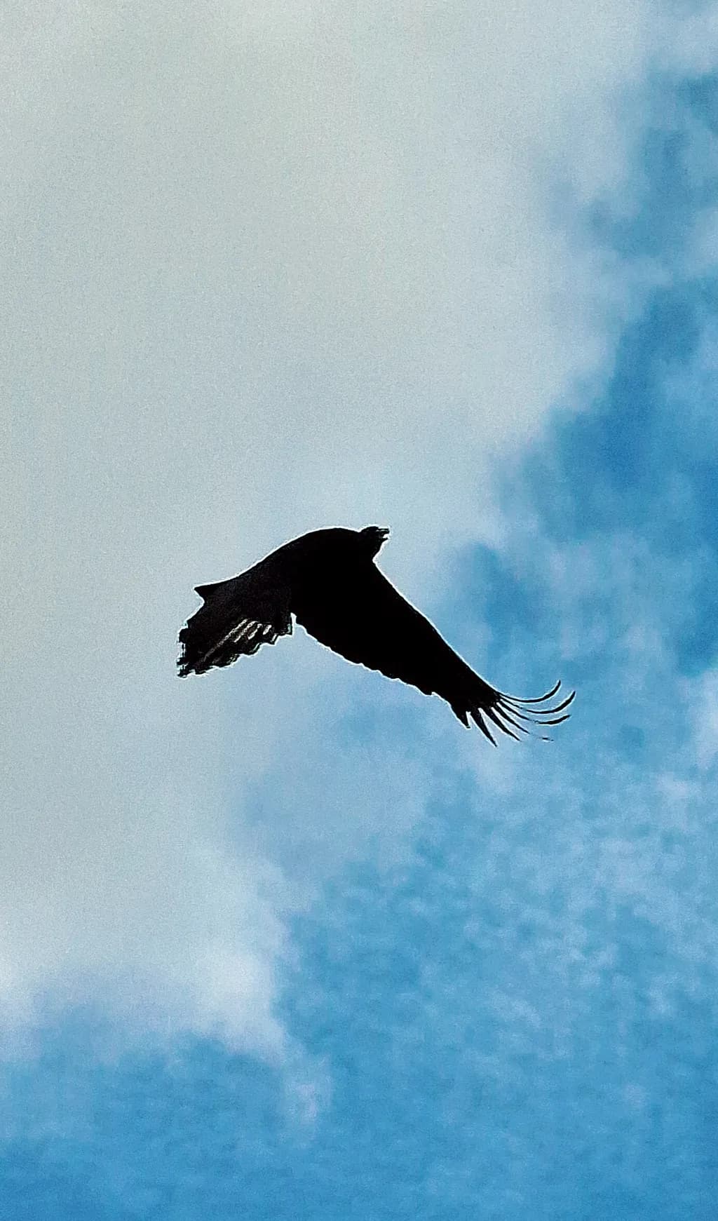 Soaring Silhouette