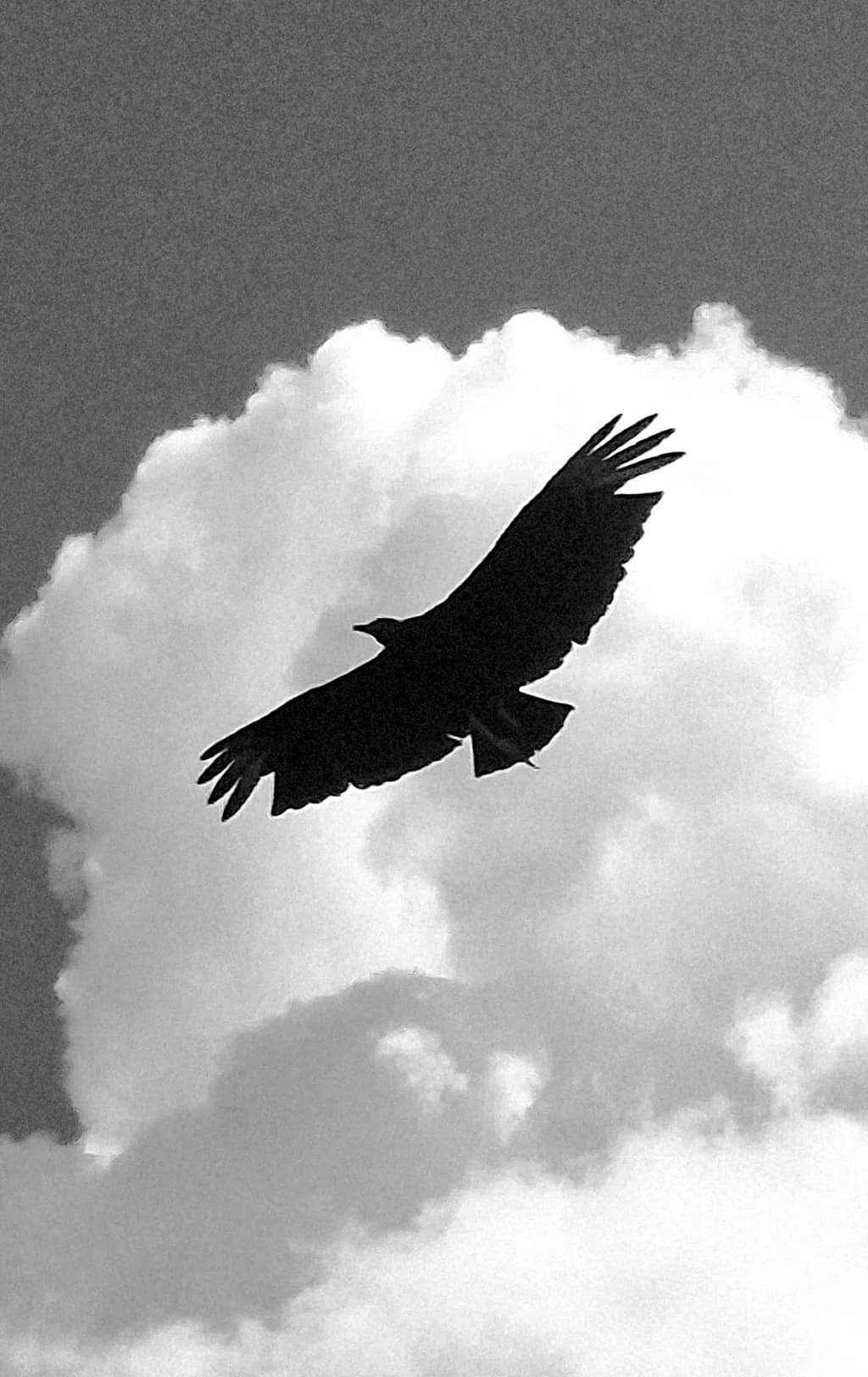 Soaring Shadow