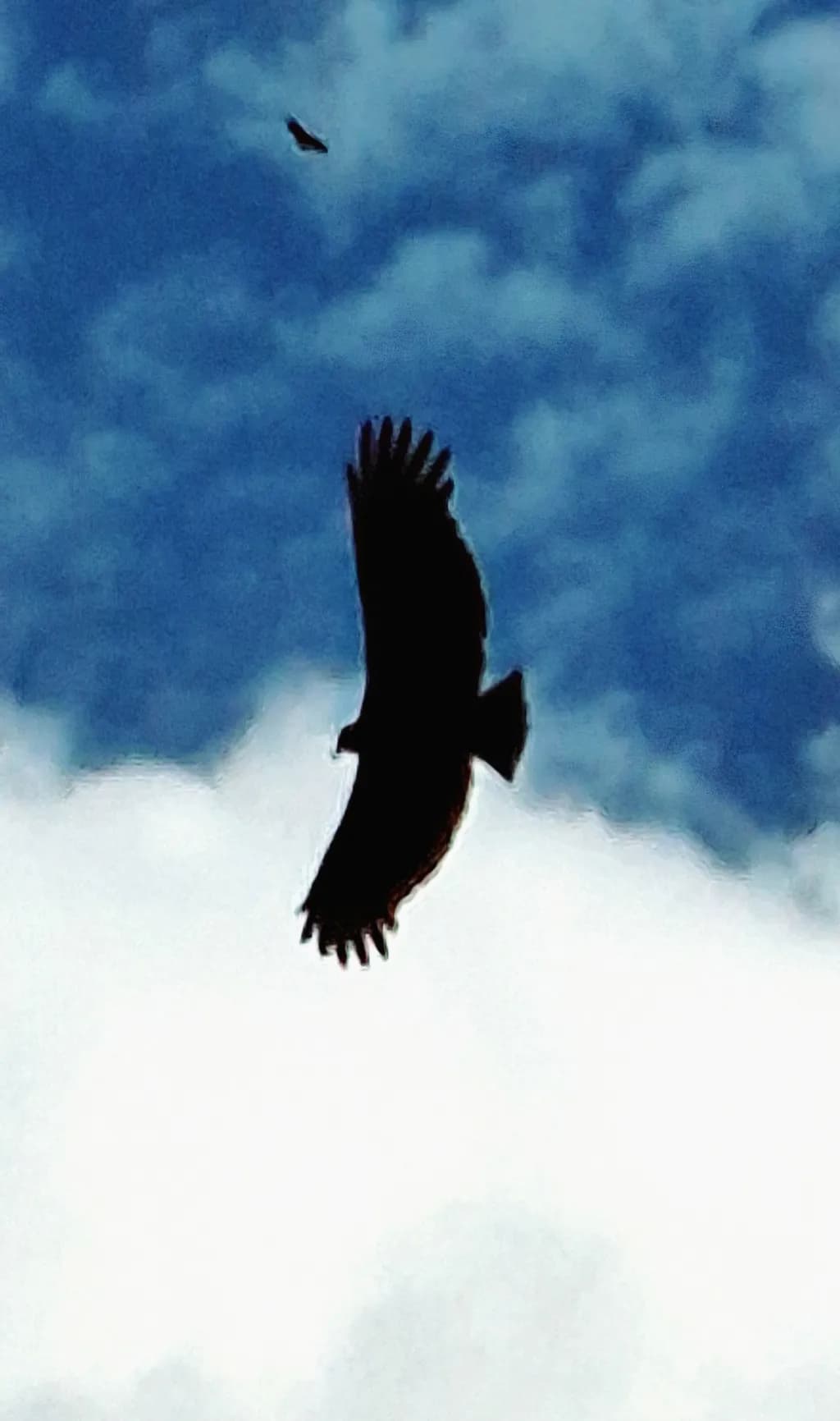 Soaring Silhouette