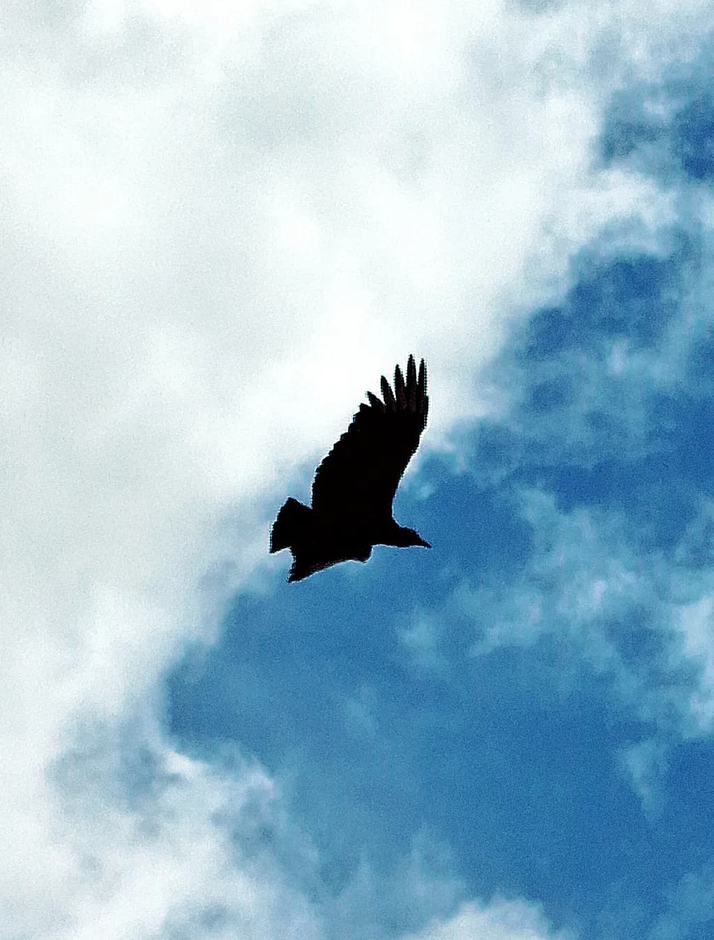 Soaring Silhouette