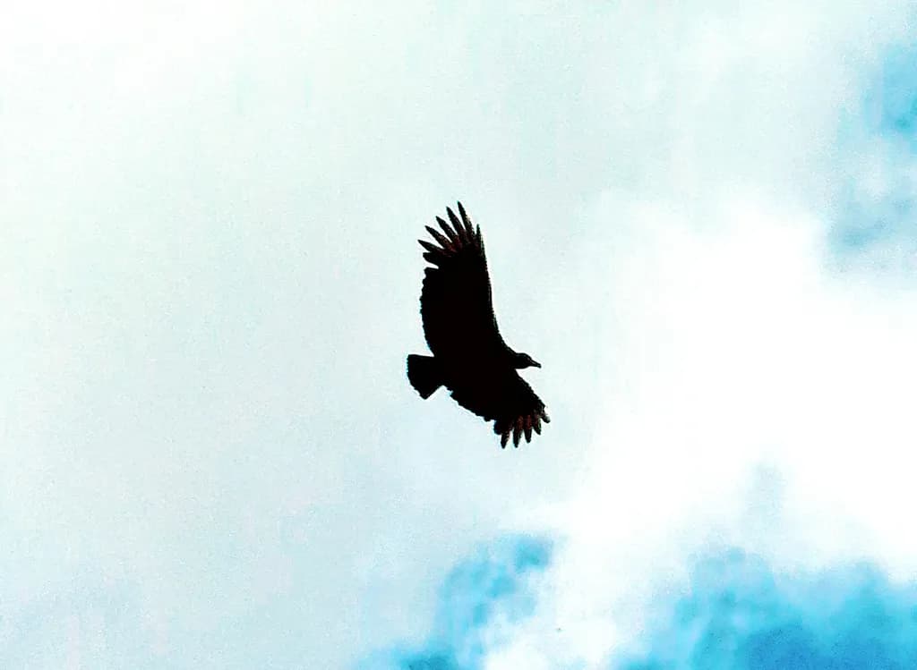 Soaring Silhouette