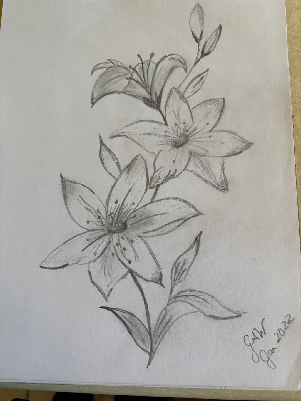 Lily Sketch