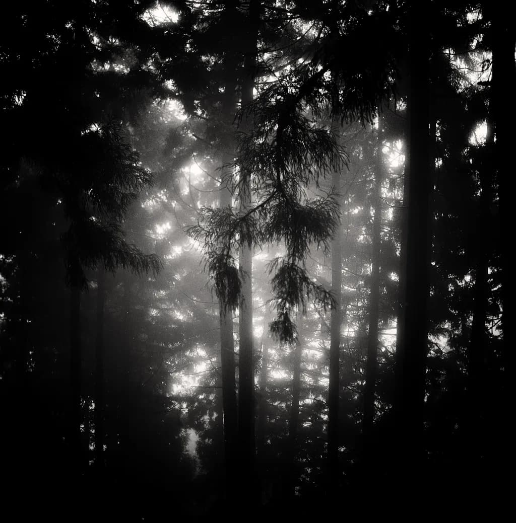 Misty Forest Shadows
