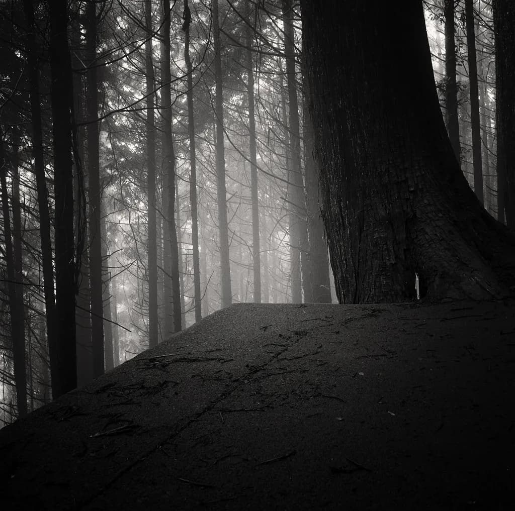 Misty Forest Edge