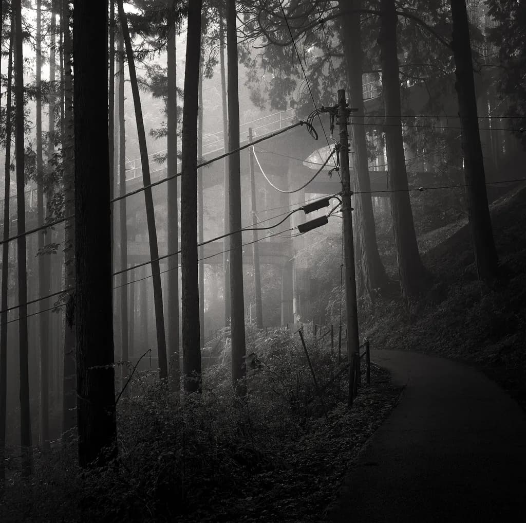 Monochrome Forest Shadows