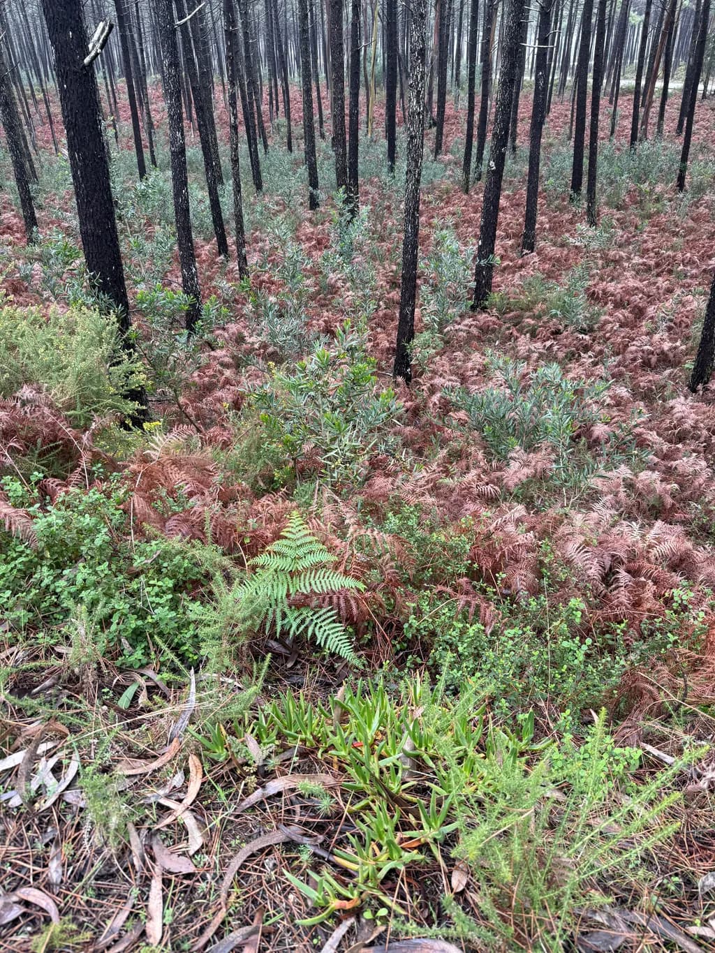 Regrowth After Fire