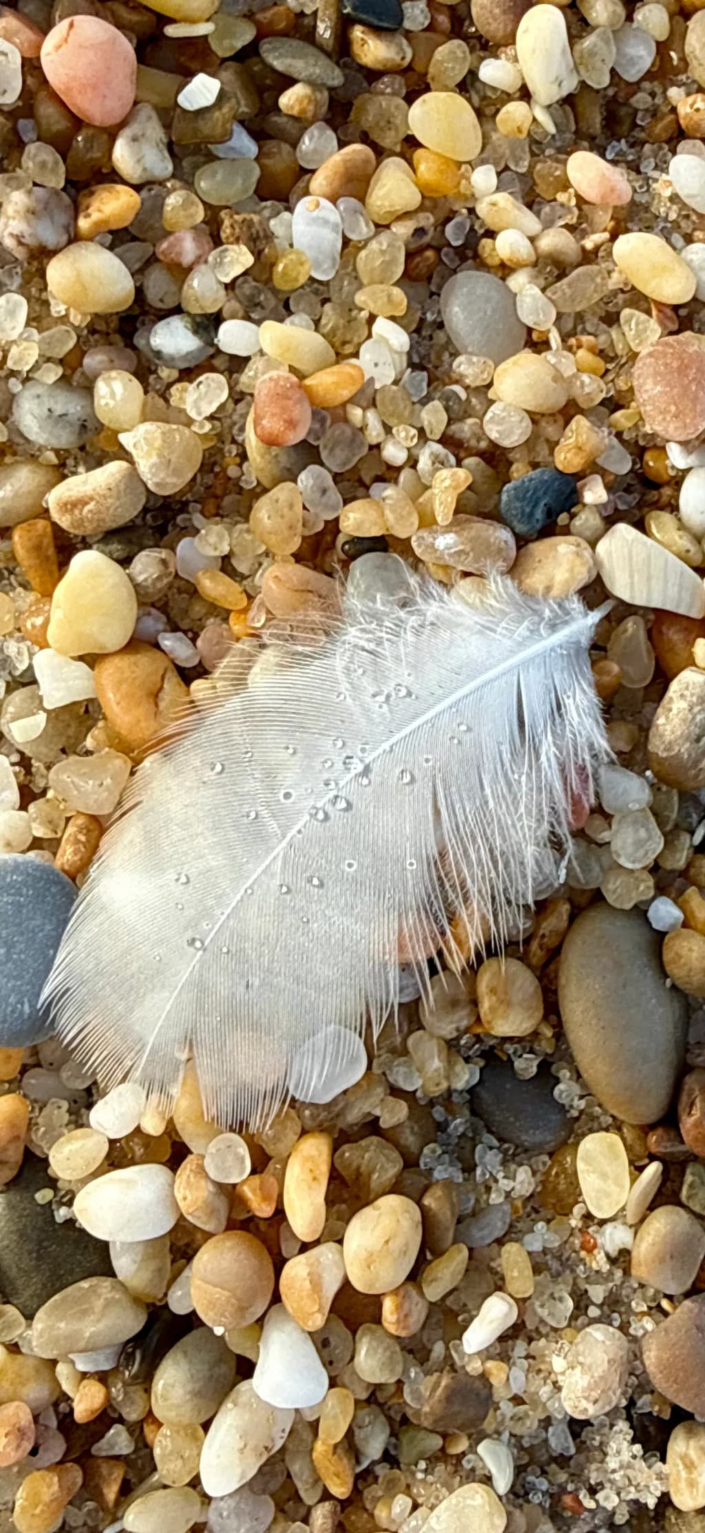 Delicate Feather on Pebbles