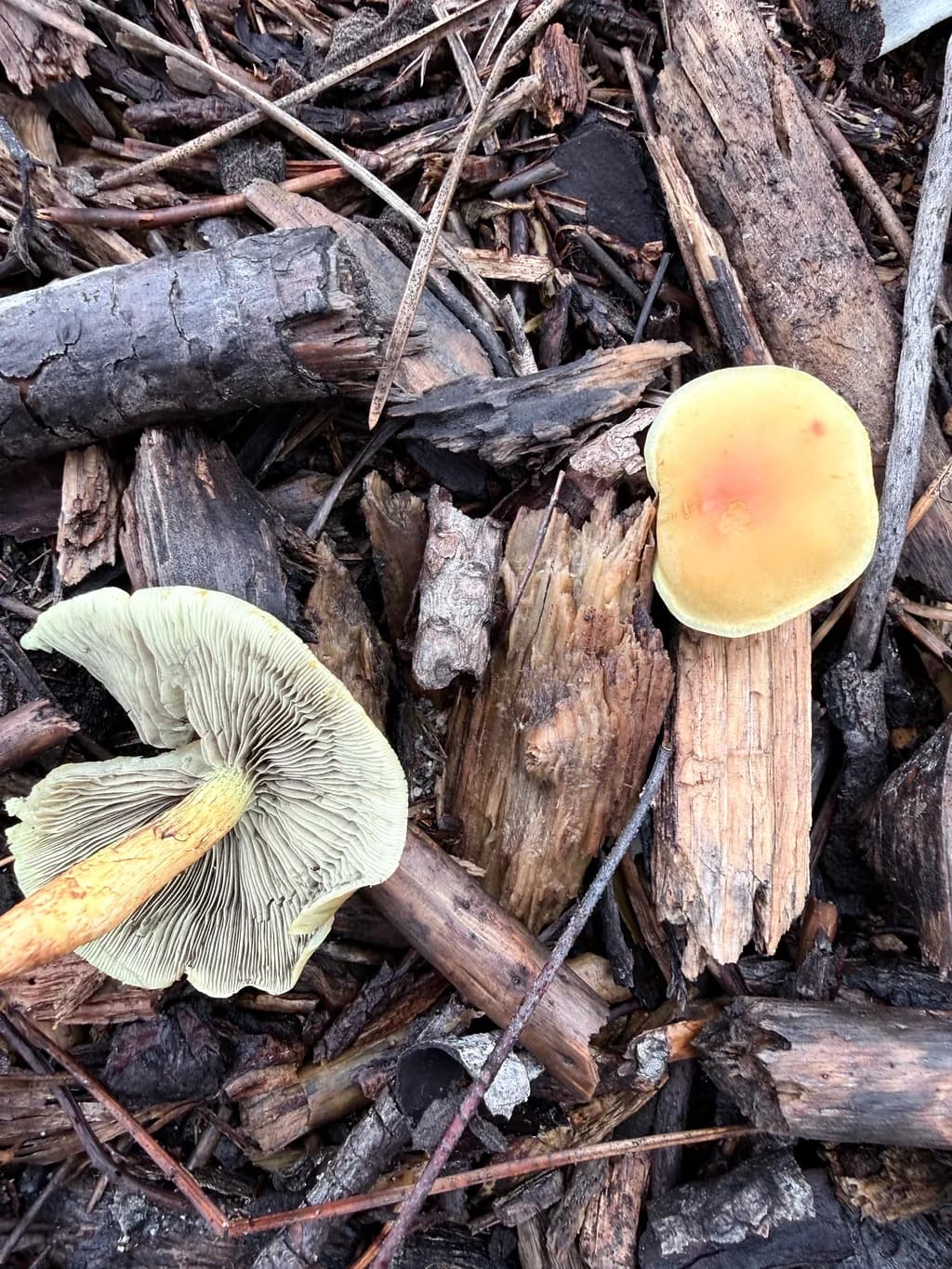 Forest Fungi