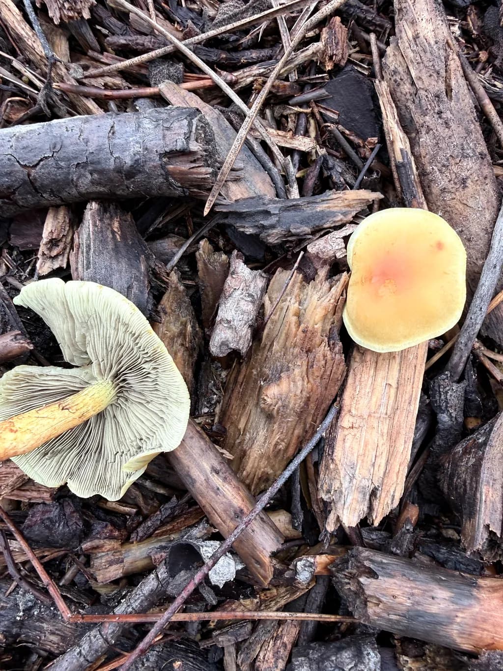 Mushroom Duo