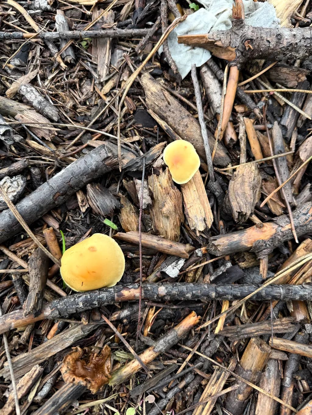 Forest Floor Fungi