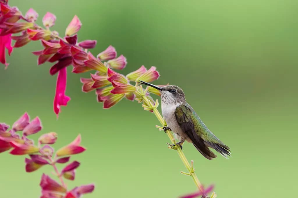Hummingbird on Blooming Branch