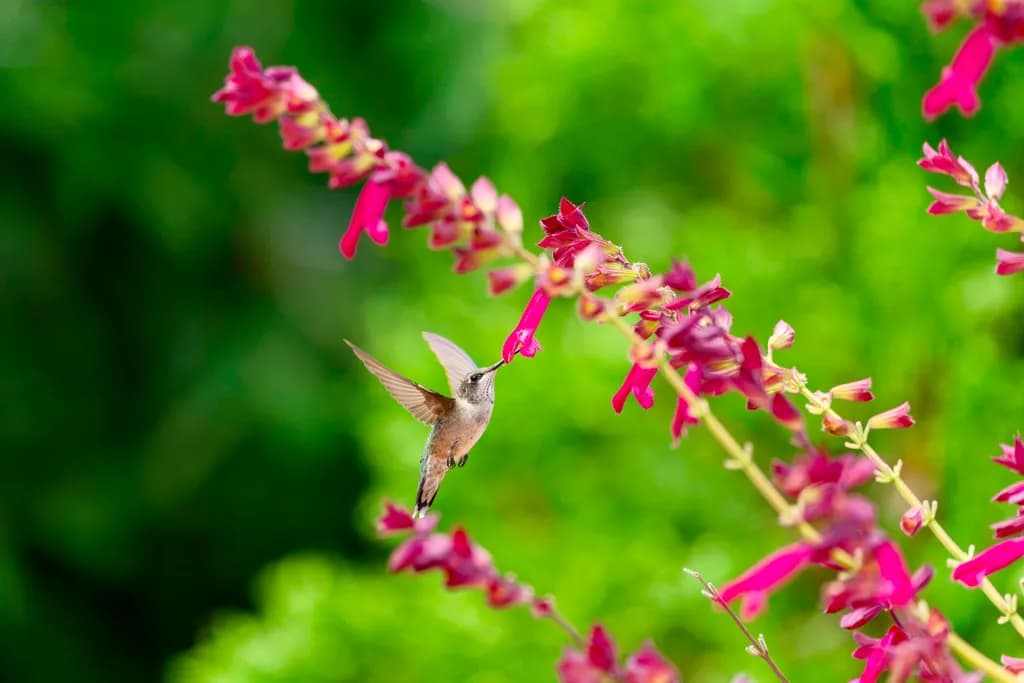 Hummingbird and Flowers