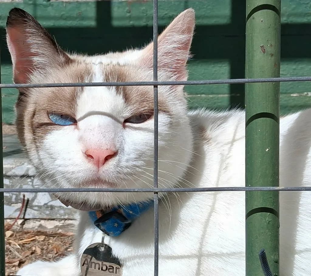 Blue Gaze Behind Bars