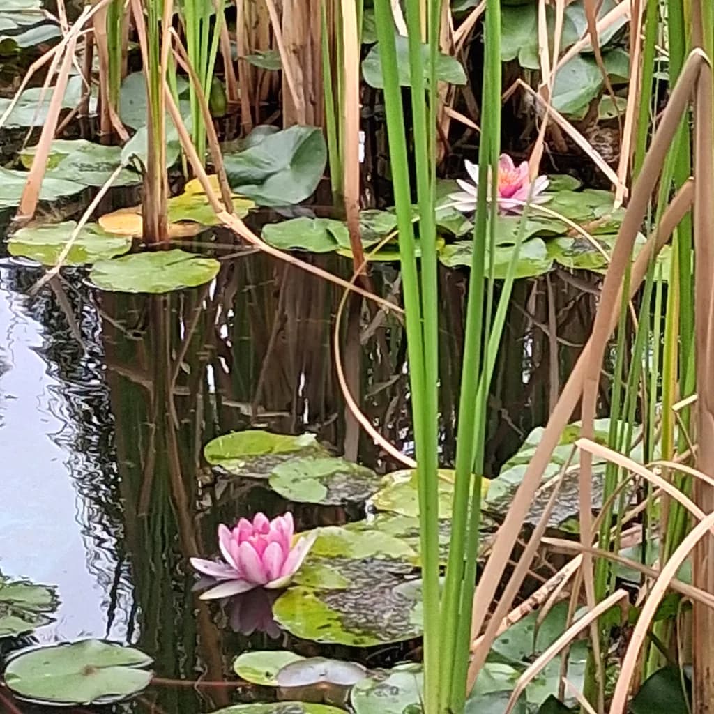 Pond Harmony