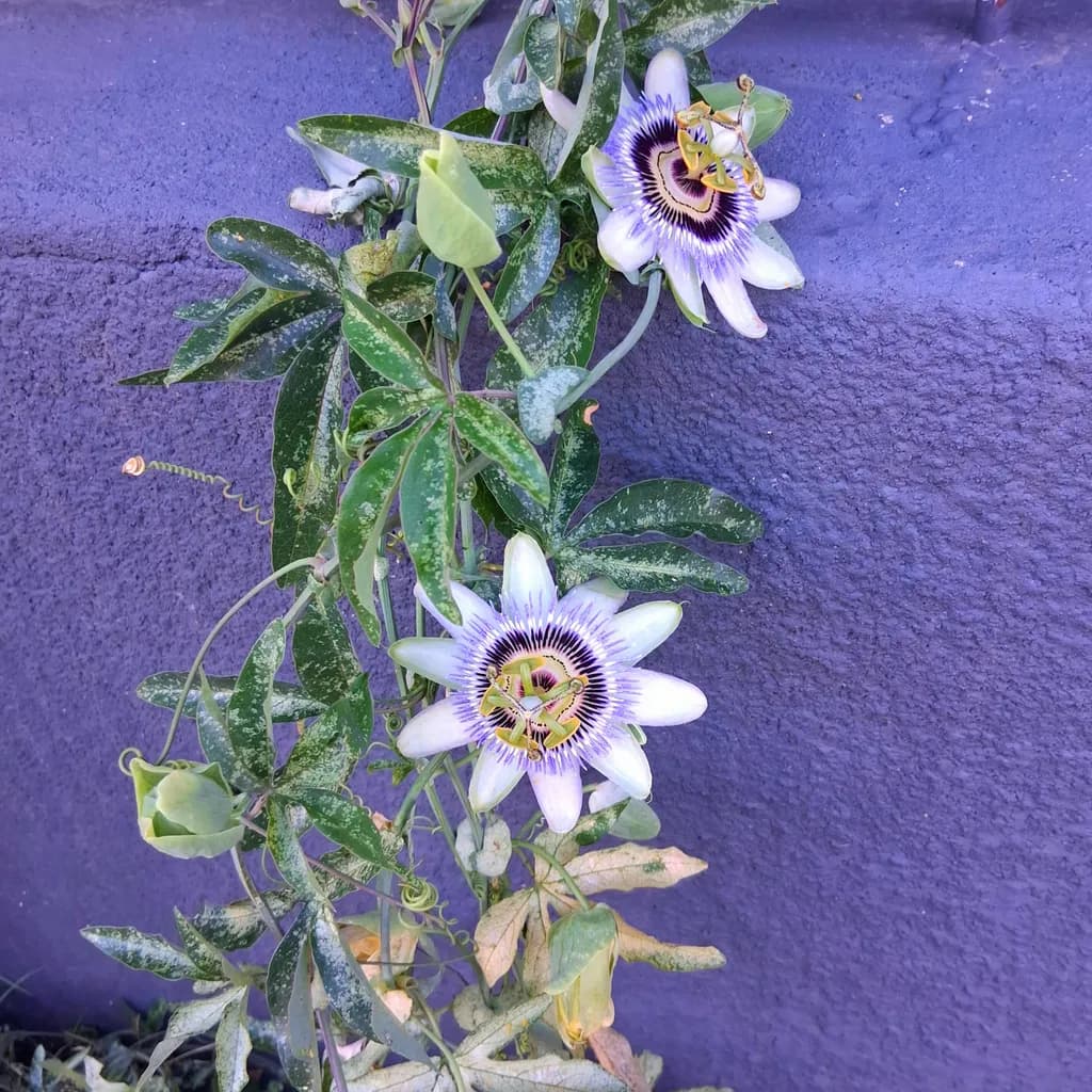 Passionflower Contrast