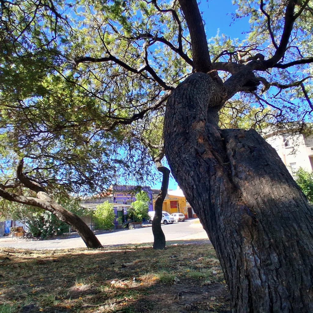 Urban Canopy