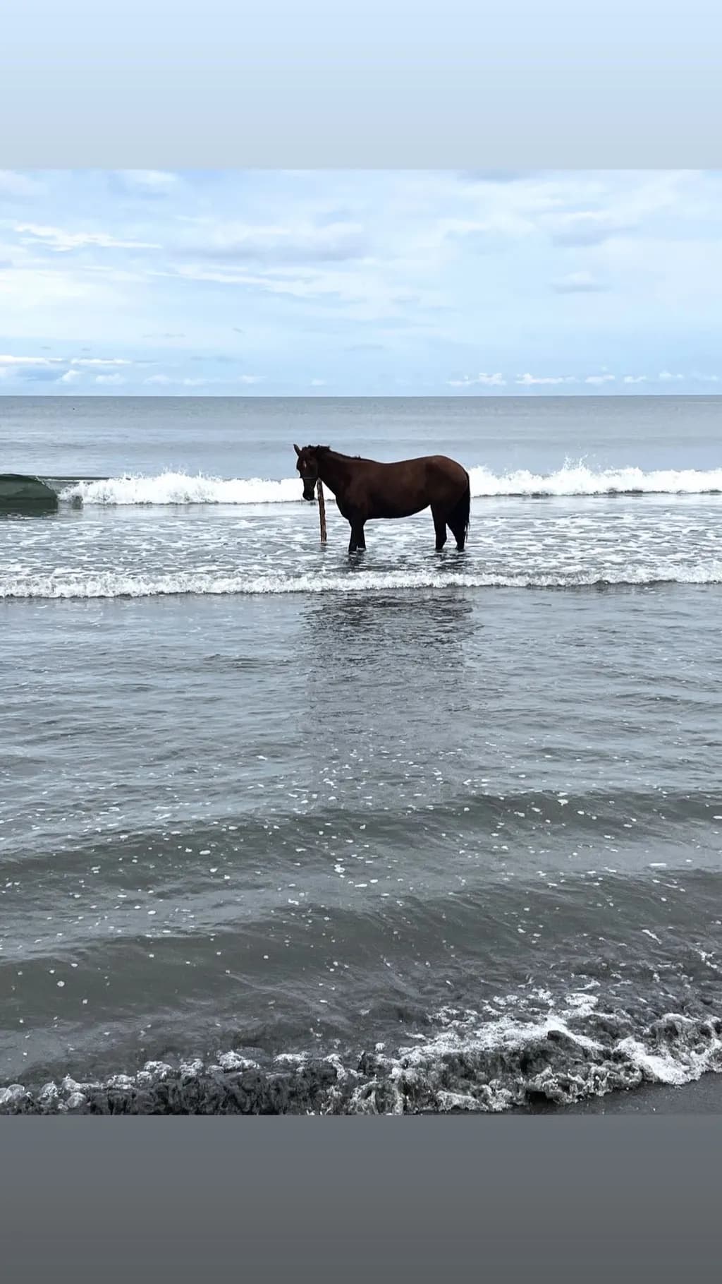 Horse in Surf