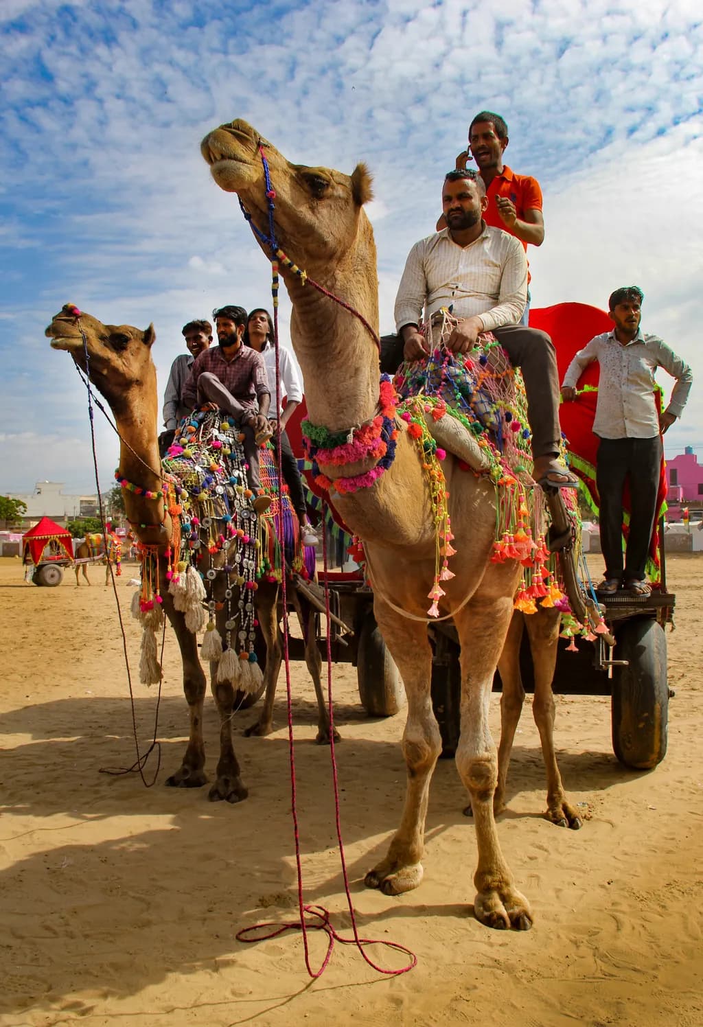 Festival Camels